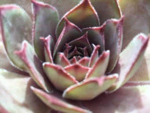 Meet your Posher, Nia